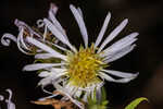 Elliott's aster